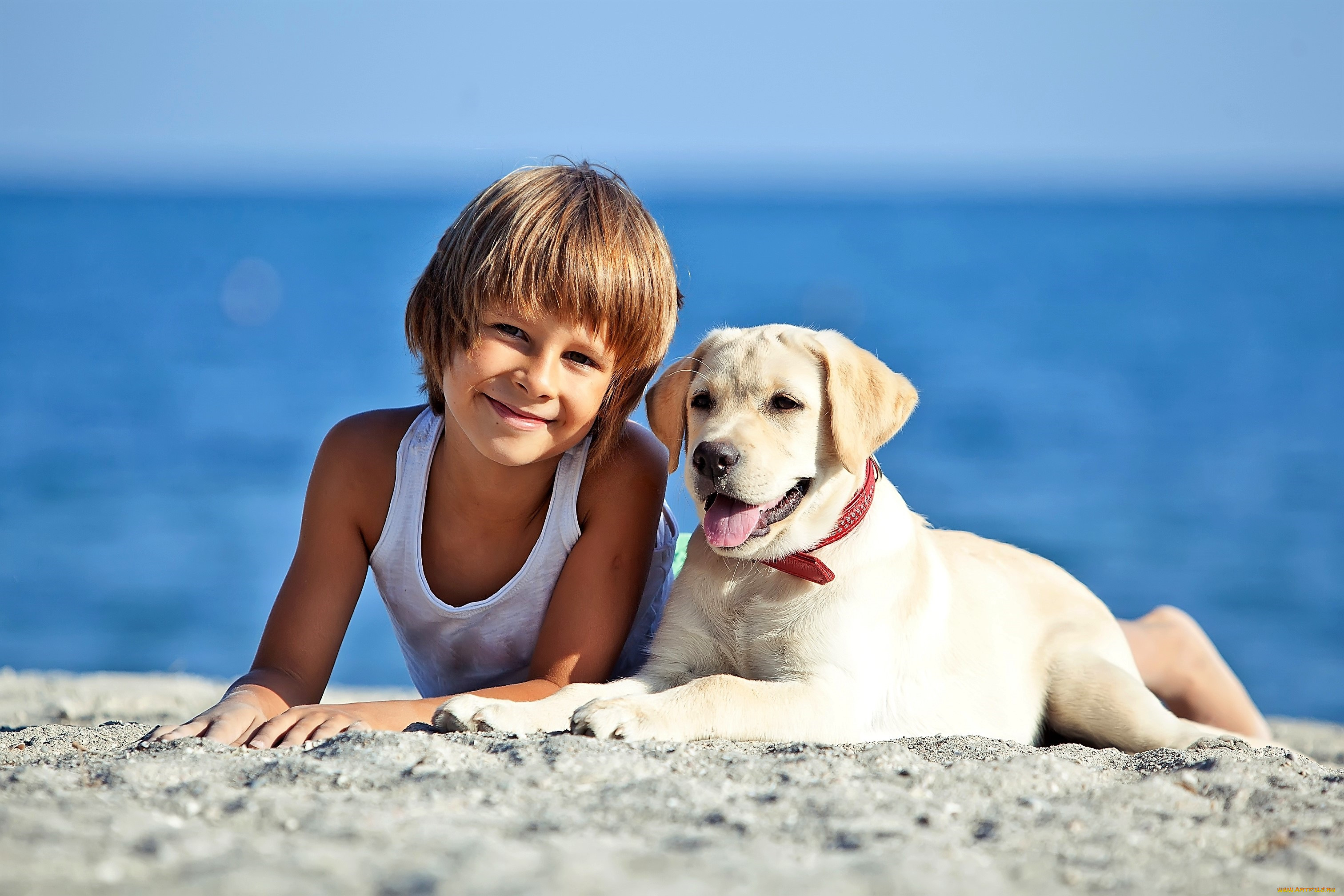 Мальчик держит собаку. Лабрадор ретривер мальчик. Дети на море. Собака на море. Для детей. Животные.